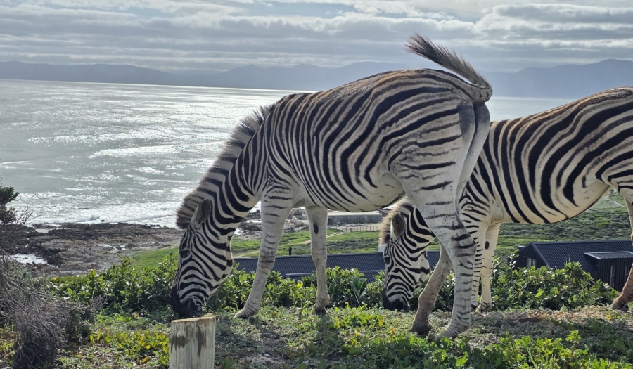 Commercial Property for Sale in Romansbaai Estate Western Cape